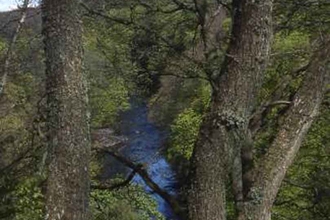 Ayr Gorge Woodlands