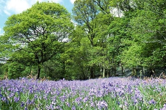 Carstramon Wood