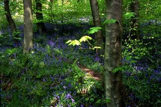 Cumbernauld Glen