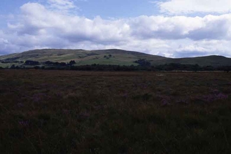 Dalmellington Moss