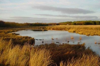 Gailes Marsh