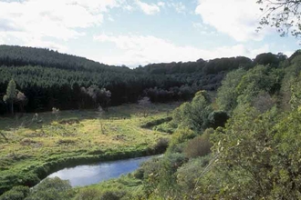 Gight Wood