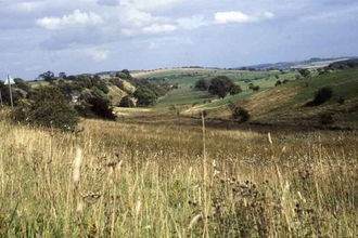 Lielowan Meadow