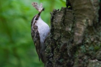 Hambury Wood