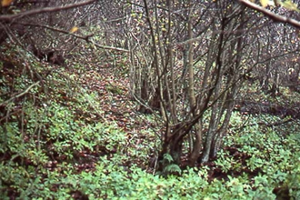 Whitlaw Wood