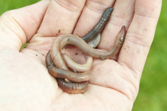 Worm in hand