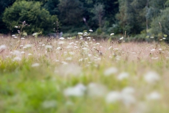 Brickfield Meadow