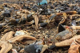 dead marine