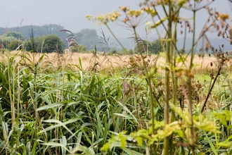 Filsham Reedbed