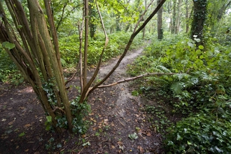 Gillham Woods