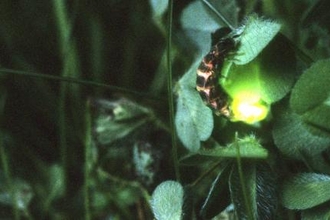 Glow-worm glowing in amongst foliage at night