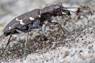 Heath tiger beetle