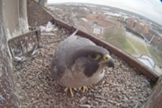 Peregrine webcam