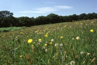 Prior’s Wood and Meadow