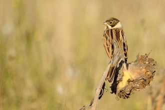 Red Jacket Fen