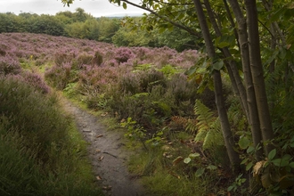 Selwyns Wood