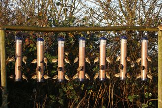 Tree sparrows on bird feeders, Vine House Farm