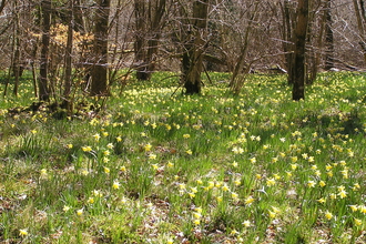 West Dean Woods Nature Reserve