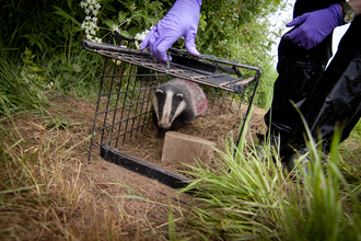Badger being vaccinated