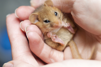 Dormouse in hands, The Wildlife Trusts