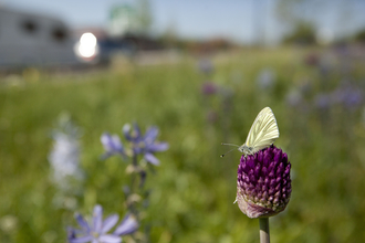 meadow butterfly green - veined