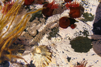 Rockpool