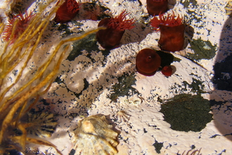 Anemones in a rockpool