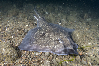 Thornback ray