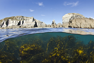 Undersea landscape, Lundy - Alexander Mustard/2020Vision