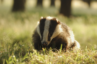 Badger