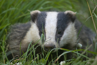 Badger in grass