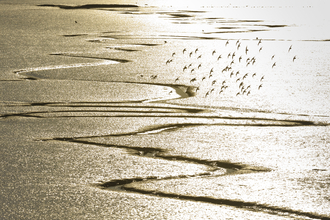 Estuary landscape at low tide an din evening light with tidal creeks and flock of dunlin in flight