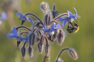 Borage and bee