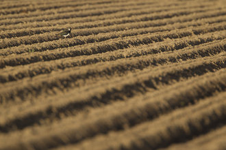 Lapwing in soil on farm