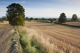 Summer fields
