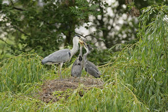 Nesting grey heron feeding chicks, The Wildlife Trusts