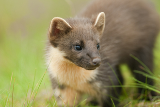 Pine marten, The Wildlife Trusts