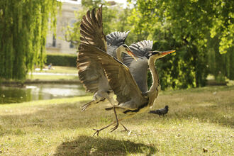 Two adult herons fight with wings spread near a lake in Regents park, The Wildlife Trusts