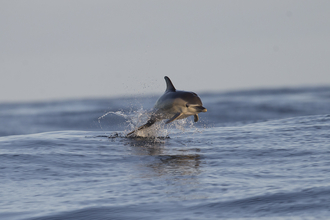 Common Dolphin (c) Joseph Pender
