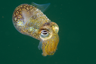 Little cuttlefish
