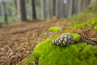 Woodland Wildlife Trust