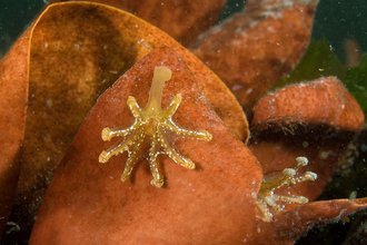 Stalked jellyfish