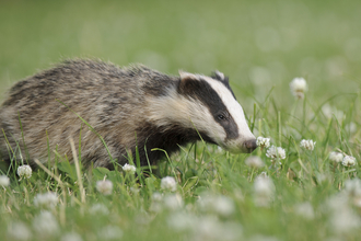 Badger