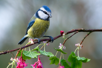 bluetit