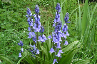 Spanish bluebells