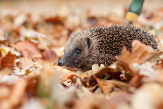 Hedgehog