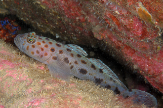 Leopard-spotted goby