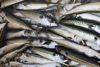 Handline caught Atlantic mackerel