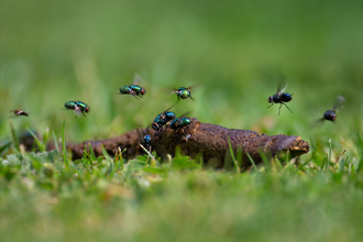 Flies hovering over dung