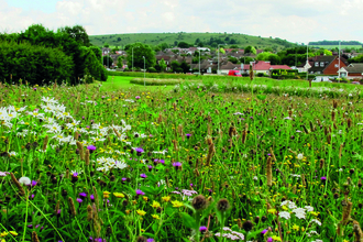 meadow